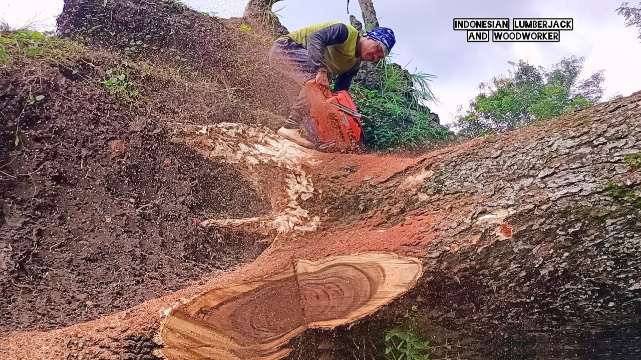R.I.P pohon keramat... proses evakuasi Trembesi Tumbang, Kayunya ISTIMEWA.