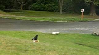 video of crows with box.avi