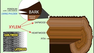 Dendrochronology (Tree Ring Dating)