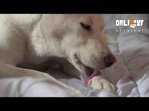 팍팍한 월요일 출근길 달달한 댕파춥스 한입 하고 가요 (ASMR🍭)ㅣWant a Doggo Chups for <strong>Monday</strong> <strong>Morning</strong>?