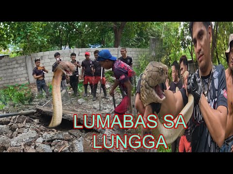 NANG HAHABOL NA KING COBRA SA INFANTA QUEZON