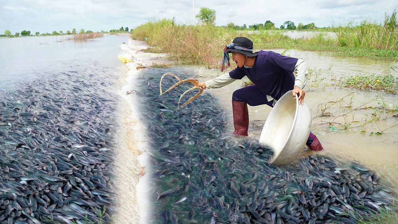 OMG! Found & Catch A lot Fish Swimming on the Road Flooded Best
