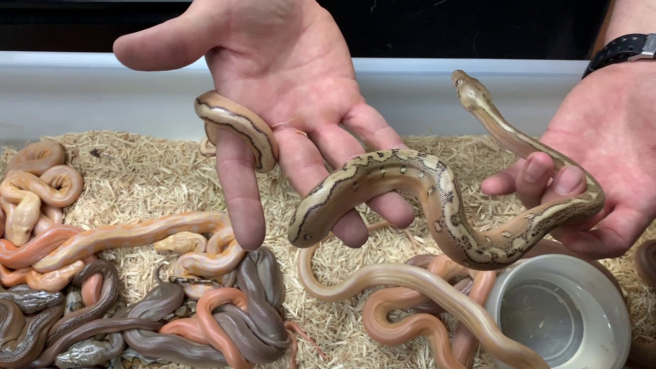 pythons for sale Newest Hatchlings from ESP