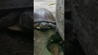 malayan box turtle 🐢 sleeping