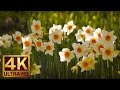 Jonquilles jaunes 4k uvido relax pour soulager le stress   sons de la nature skagit valley