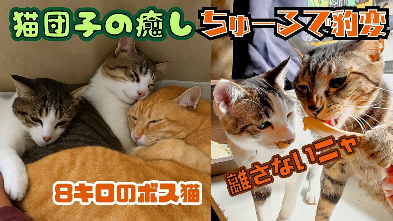 【癒しの大渋滞）8㎏のボス猫と猫団子に「ちゅーる」を見せたら、食いしん坊が豹変して大変なことに・・！（保護猫カフェウリエル）梅田Three cats relaxing on a cat pile