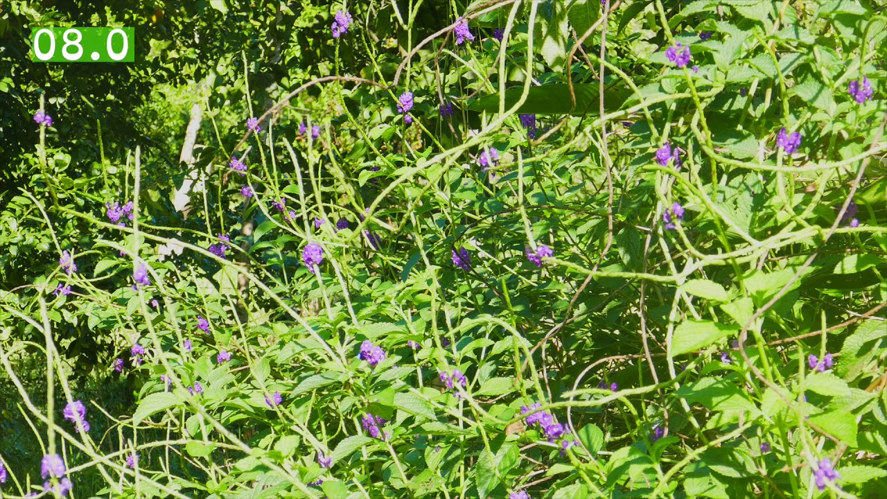 Hummingbird Blue Vervain Purple Cluster 15 Seconds 