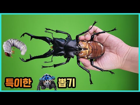 초대형 사슴벌레 캡슐뽑기 리뷰ㅋㅋ 특이한 가챠