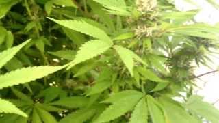 greenhouse  medical marihuana