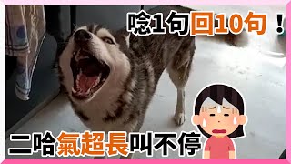 不肖犬哈士奇!媽唸1句牠崩潰狂吼浮誇抗議XD|寵物動物|二哈|頂嘴|精選影片 不肖犬哈士奇!媽唸1句牠崩潰狂吼浮誇抗議XD|寵物動物|二哈|頂嘴|精選影片