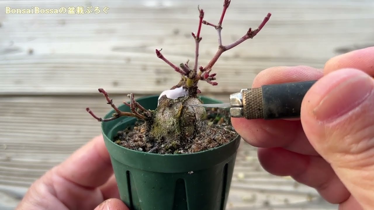 【YMJ】叩いてちびすけにした山もみじ 