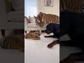 赤ちゃんと犬　A Rottweiler stared at by a tiger