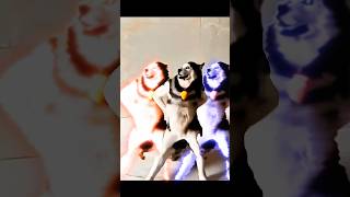 husky dance in ff || husky dance dog #viral  #freefire #funny #gaming #update #trending #shorts