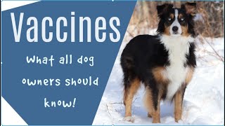 Dog vaccines: What all owners should know about 1 and 3 year vaccines. by Animal Scholar 3,188 views 2 years ago 13 minutes, 44 seconds