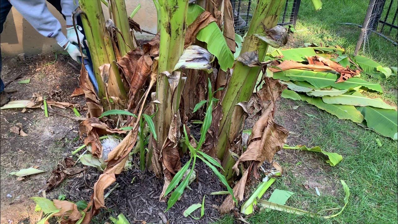Banana Plant Winterizing from cold weather YouTube