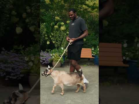 zoo adventures with Day'Ron Sharpe and Nolan Traore! #brooklynnets #zoo #animals
