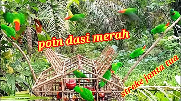 POIN SERINDIT JANTAN TUA SAAT MENJEBAK SERINDIT DI POHON SAWIT RENDAH {} BIRD TRAP