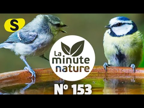 nature kpop PLAN ANTI-CANICULE AU JARDIN 2 (No 153)
