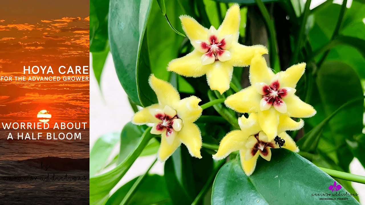 Hoya Care for the Advanced Grower | Why Hoyas bloom half penacles?