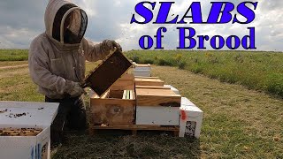 Transferring Nucs Into Full Size Equipment (6-13-2023)