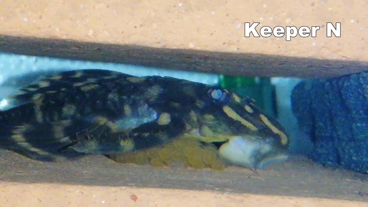 Pleco breeding    L168 Butterfly pleco