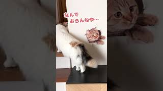 なんやぼく夢でも見てるんかな…【おしゃべりする猫】 #Shorts