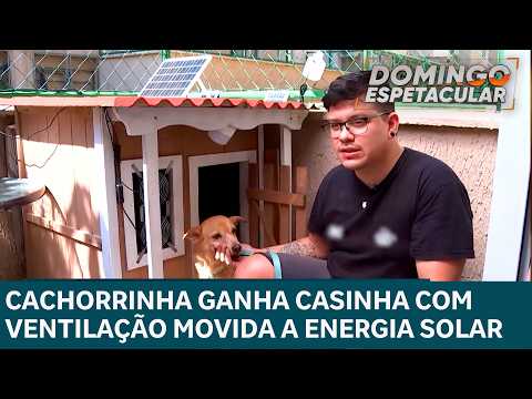 Cachorrinha ganha casinha com ventilação movida a energia solar
