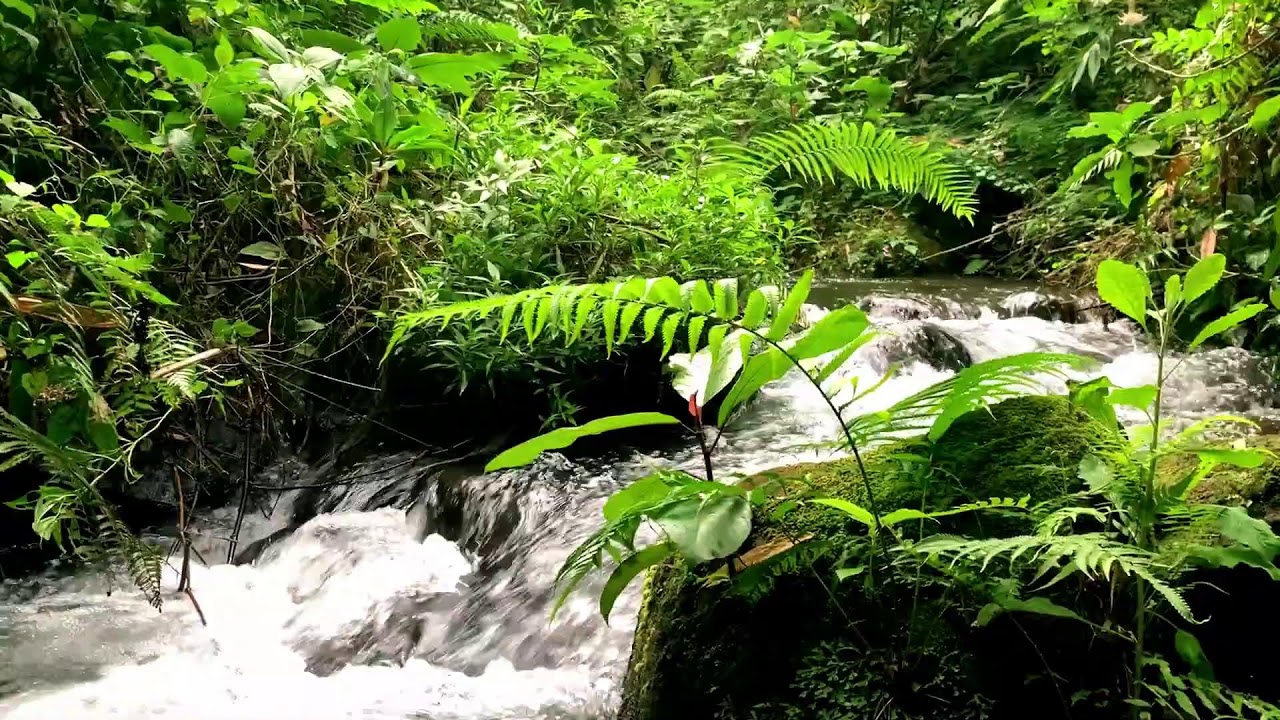 Calm Green Stream Flow to help Sound Sleep & Relaxation