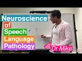 Neuroscience Of Speech Language Pathology SLP 