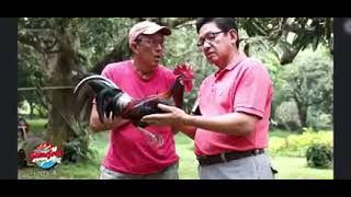 Alamin ang totoong pinagmulan ng griffin Claret at ang kwento ng duke Hulsey out out kelso claret