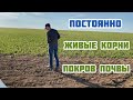 Постоянные живые корни и покров почвы