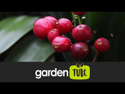 Video: Giring Clivia frön för plantering - tips om att odla clivia efter frö