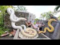 Brave Expert Rescues Ethnic Girl from Giant Python Nest in Abandoned House