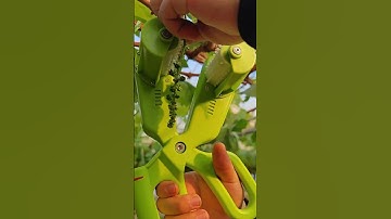 Fruit thinning technology in grape growing technology-a good process increases the yield of crops