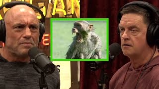 Joe Talks To Jim Breuer About People Fighting Monkeys