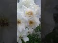 lovely 🥰💐