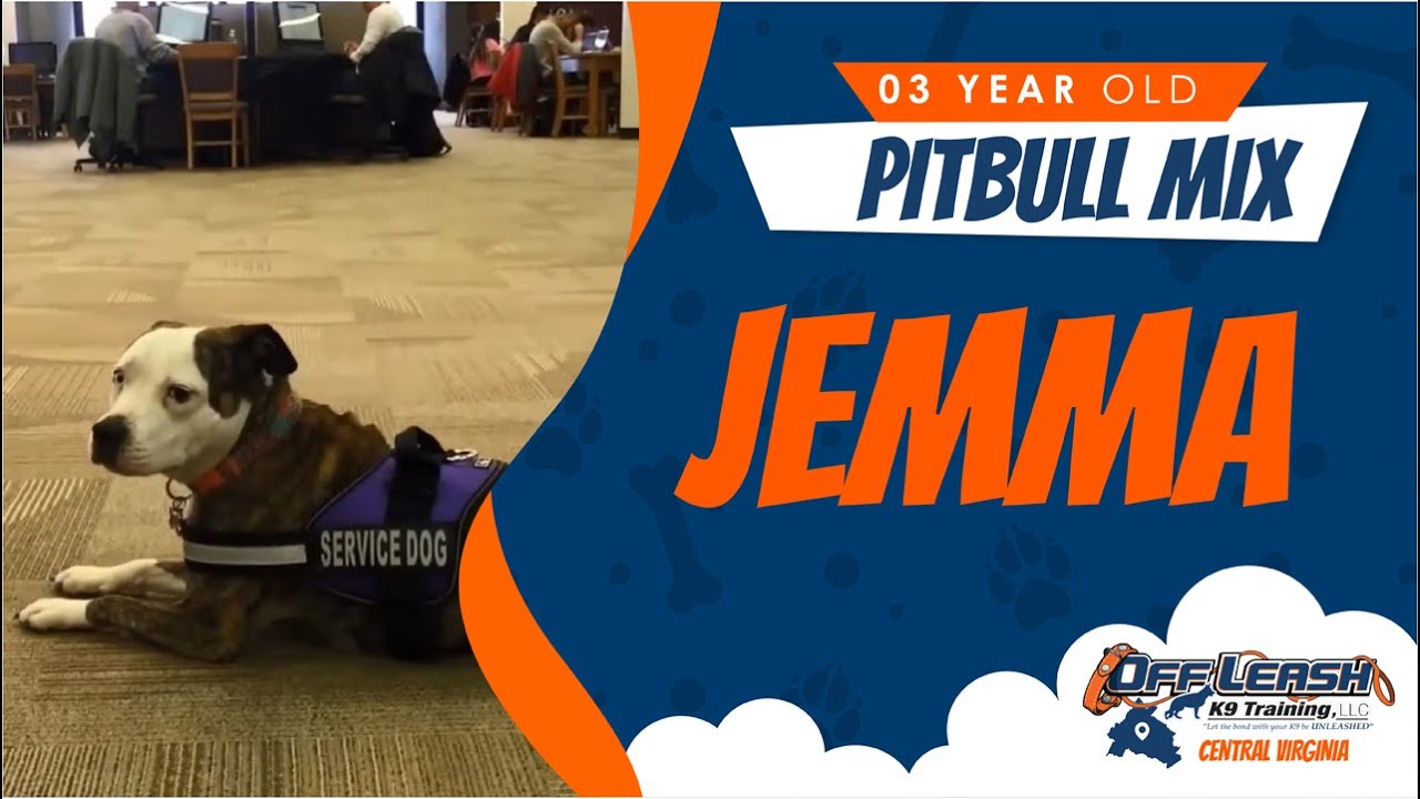 Service Dog Training Richmond, Virginia! (Jemma) Best Dog Training in Richmond! YouTube
