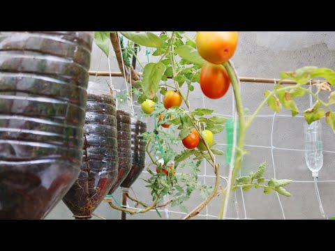 Easy Way To Grow Tomato Plant in Plastic Hanging Bottles | Growing Tomatoes from