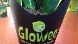 Glow-in-the-dark plant!!