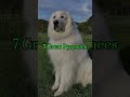 TOP 10 TALLEST DOG BREEDS #viral #dog