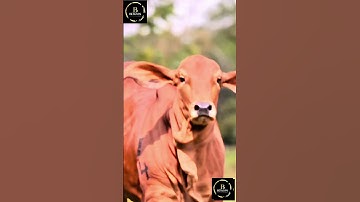 Sapi limosin sapi brahman #sapi