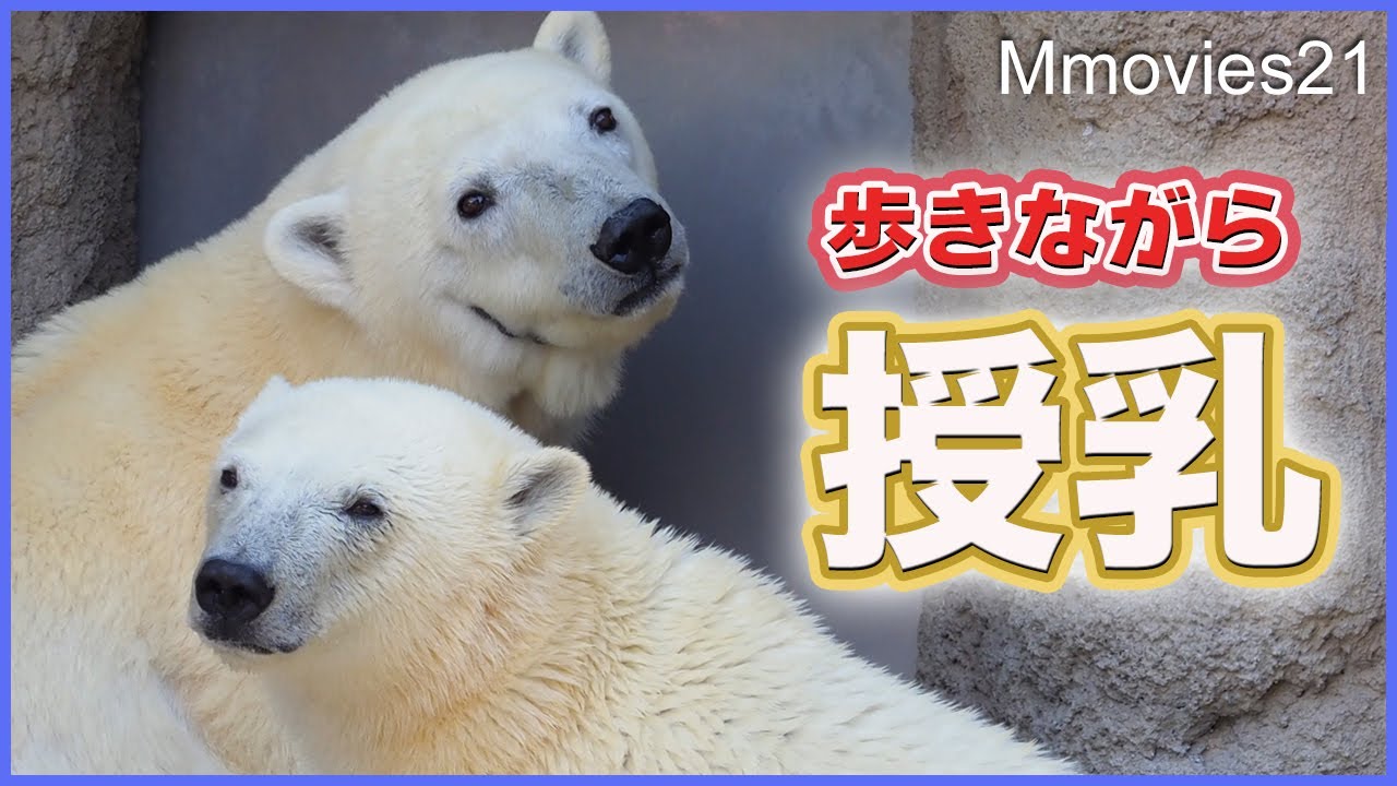 【貴重映像】ホッキョクグマの授乳 ピリカとゆめ進化系スタイル総集編 鳴いて要求〜強行手段まで旭山動物園~Polar Bears at Asahiyama zoo