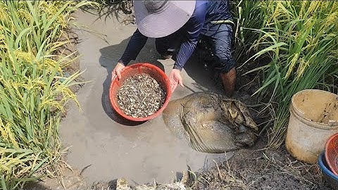 Giải cứu cá rô đồng mắc cạn (T109) 