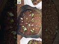 Beans, Beetroot, Mullangi ,Carrot Seeds Germination | Garden to Kitchen Diaries | Backyard Gardening