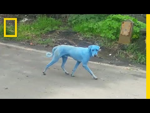 Video: Blue Dogs Appear In India