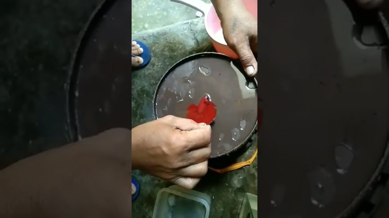 how to cutting fins,Betta fish