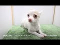 可愛いスムースコートチワワの子犬ちゃんのご紹介です♪