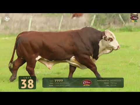 LOTE 38   TAT 7777 M Braford