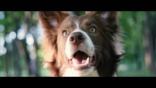 Border Collie by Kristina Chevtaeva 806 views 11 months ago 16 seconds