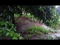 Calming When Heavy Rain Falls to Earth, Smell the Smell of Earth, Sleep Soundly Instantly - Indorain